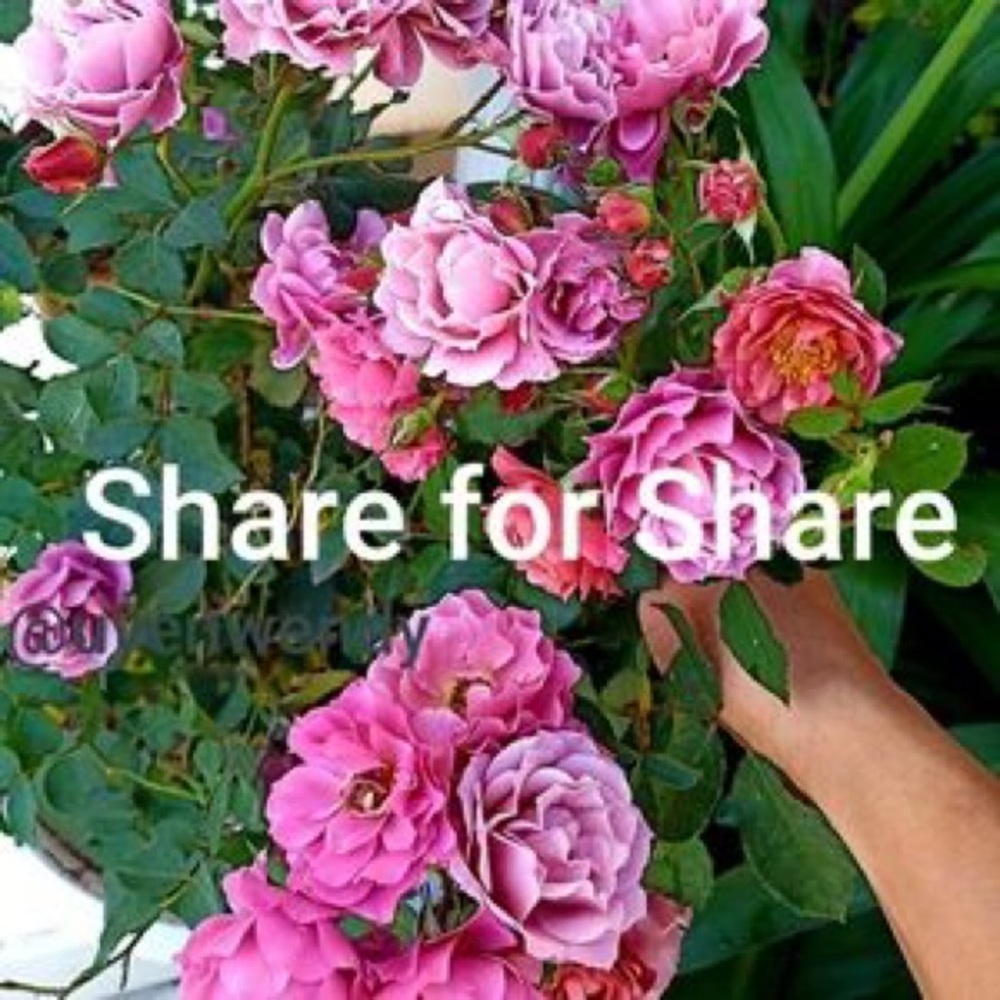 Let’s help each other by sharing each others closets!